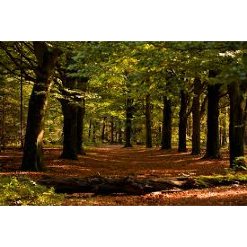 Boswandeling - Etherische Olie 'Blends'